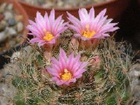 Mammillaria tepexicensis JLcoll.3036 ex FO177 Oax., Mex.jpg